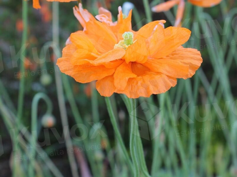 Amapola