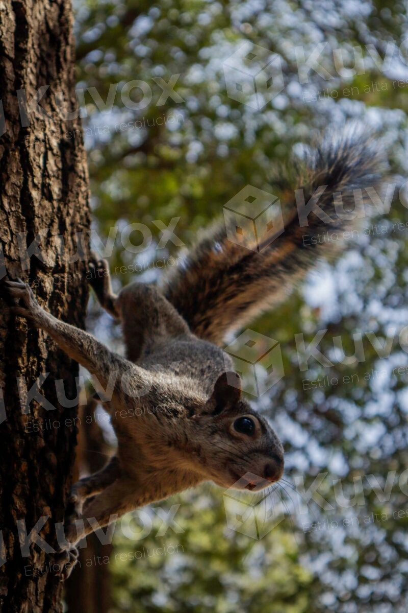 Ardilla en árbol