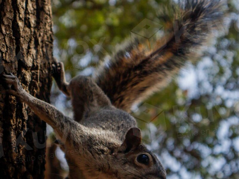 Ardilla en árbol