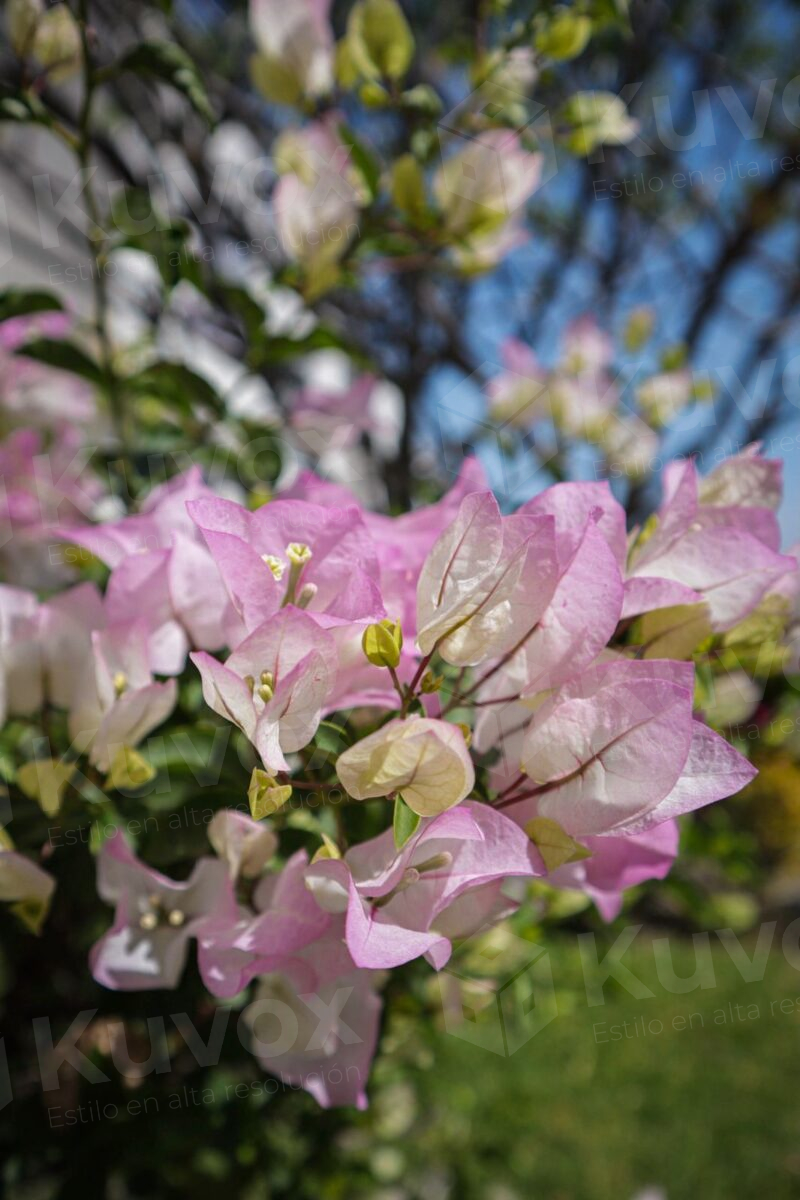 Flor bugambilia rosada