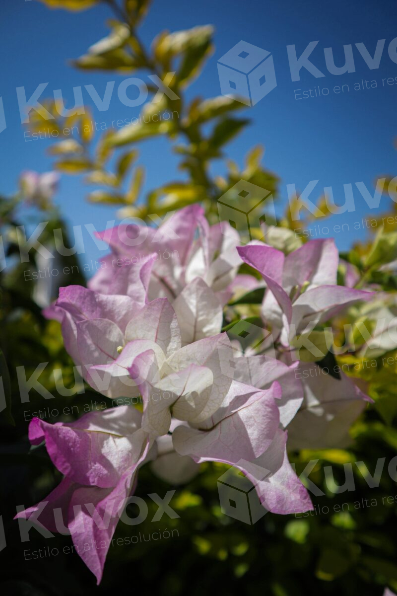 Flor bugambilias violetas