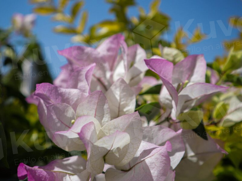 Flor bugambilias violetas