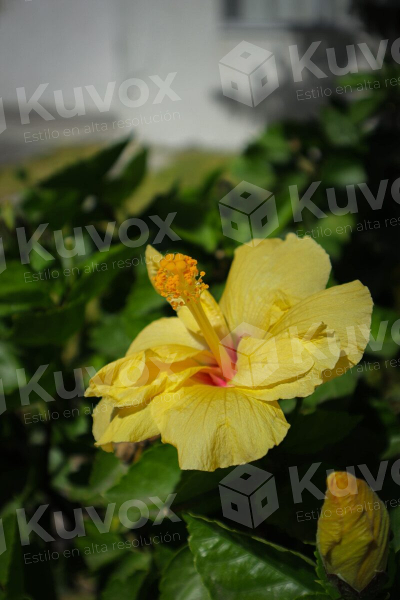 Flor de hibisco