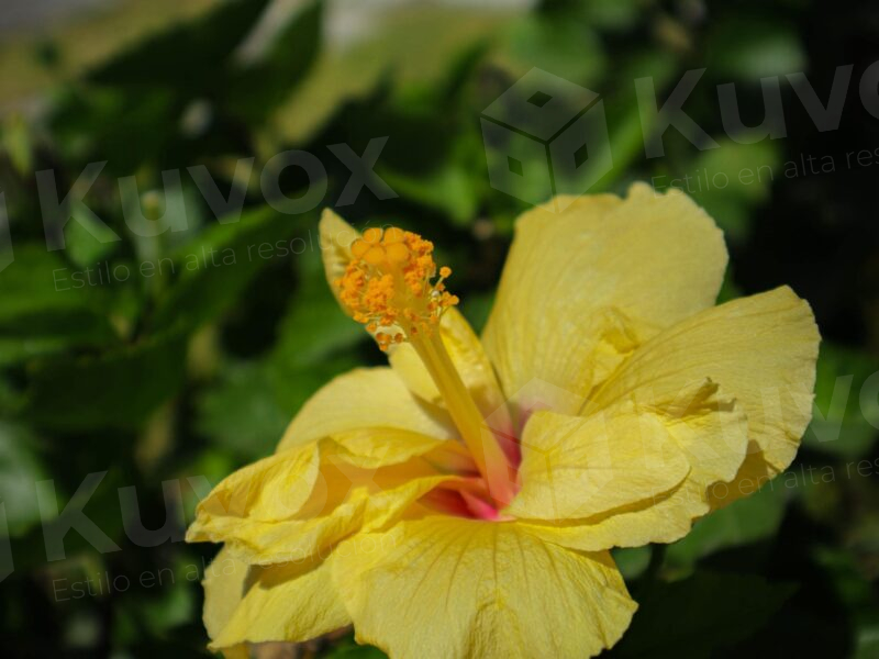 Flor de hibisco