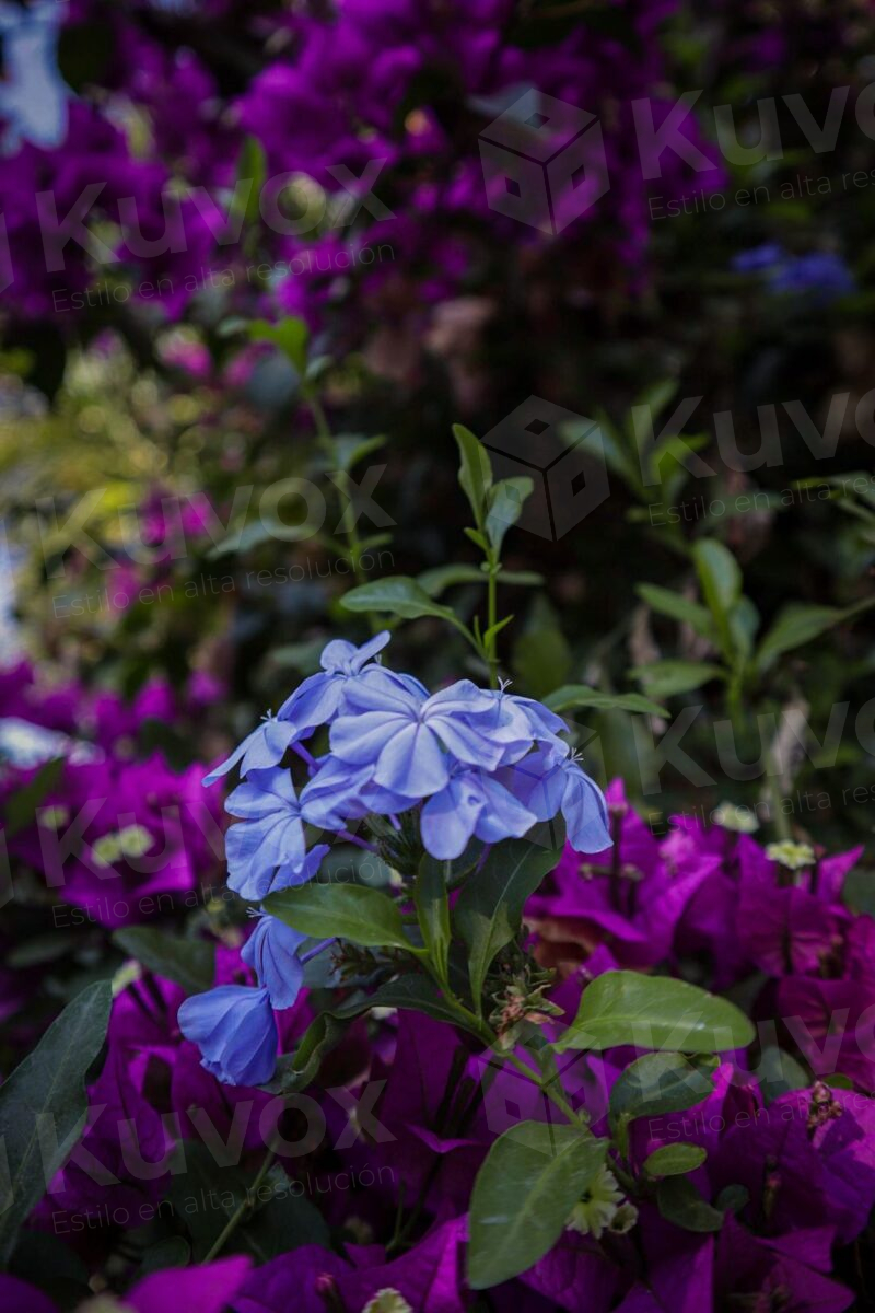 Flor violeta vibrante