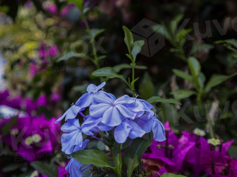 Flor violeta vibrante