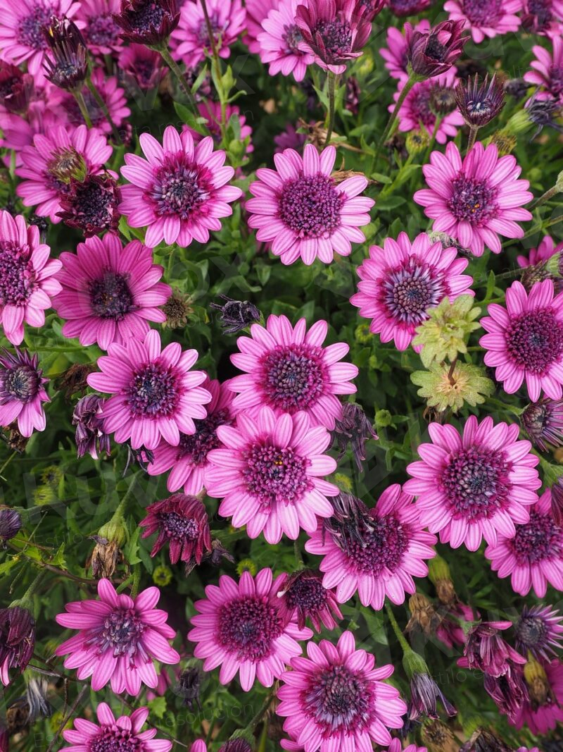 Flores color fucsia