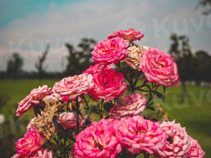 Flores  rosas