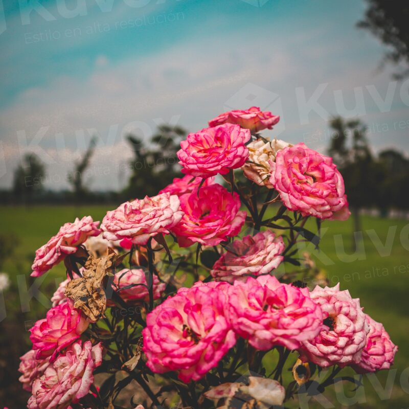 Pink flowers