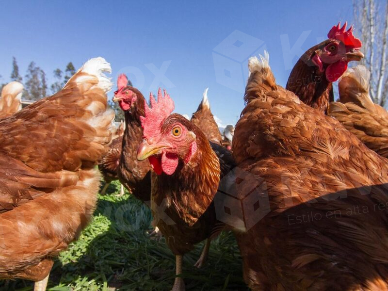 Gallinas en campo