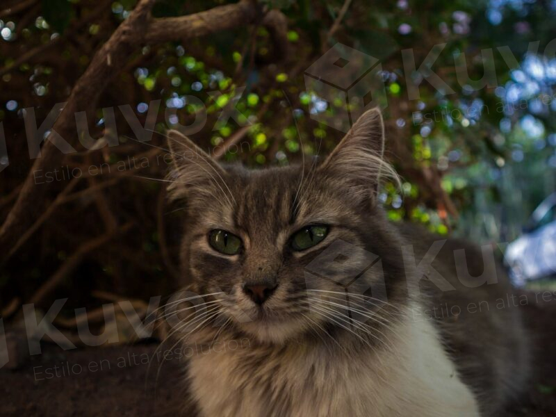 Gato