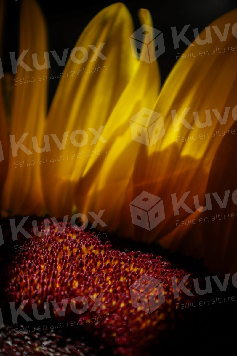 Girasol