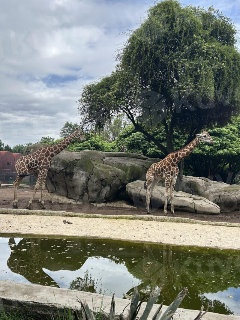 Jirafas en zoológico