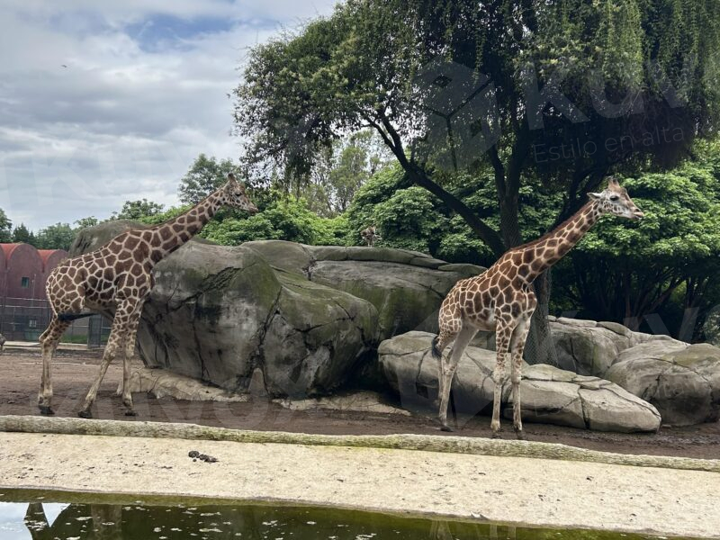 Jirafas en zoológico