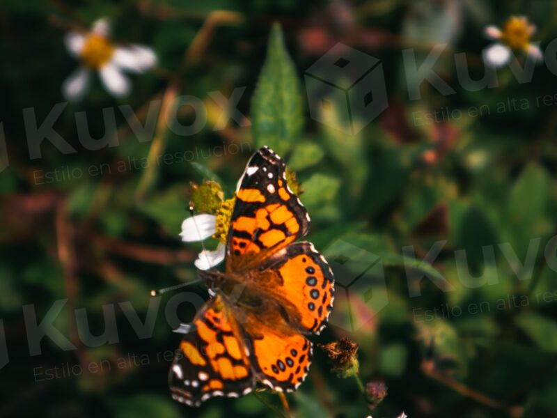Mariposa monarca