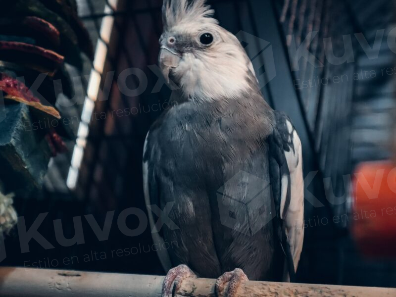 Pájaro en jaula