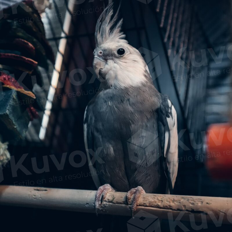 Pájaro en jaula