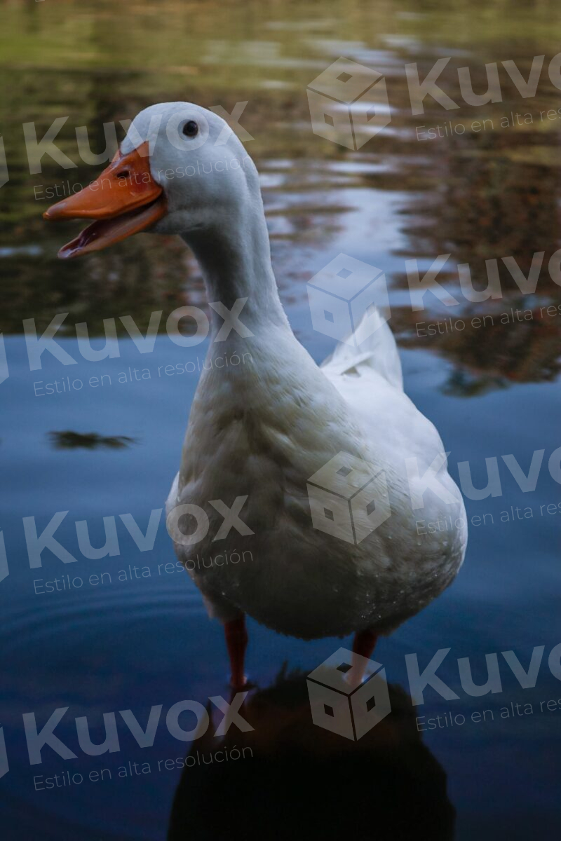 White duck