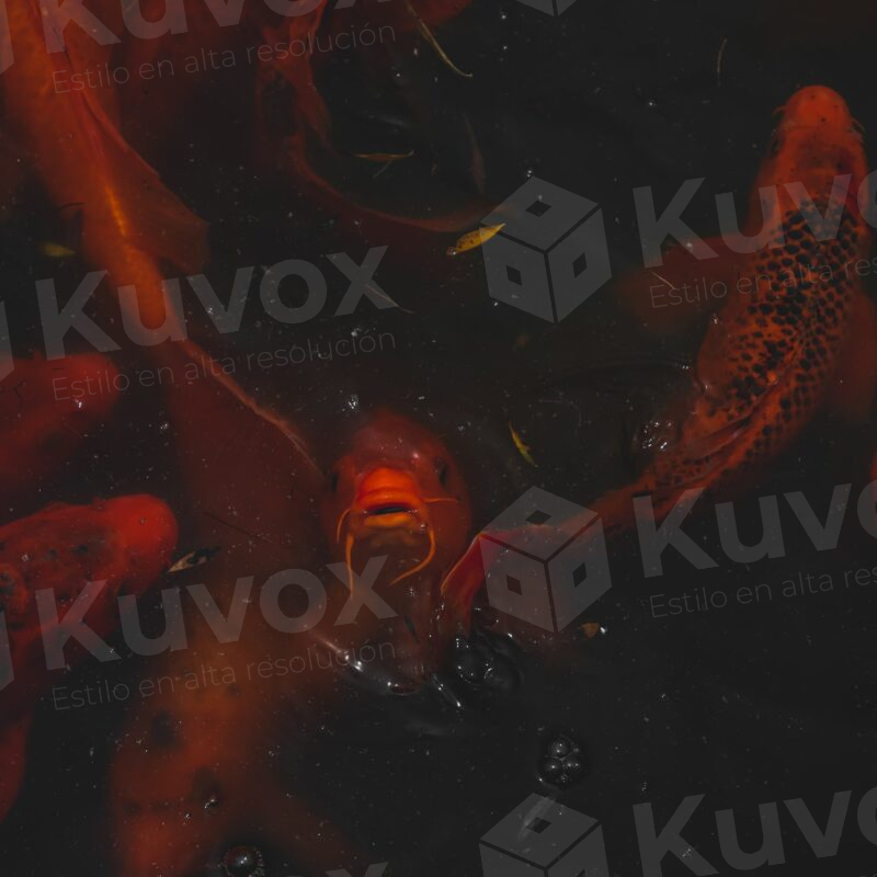 Peces koi