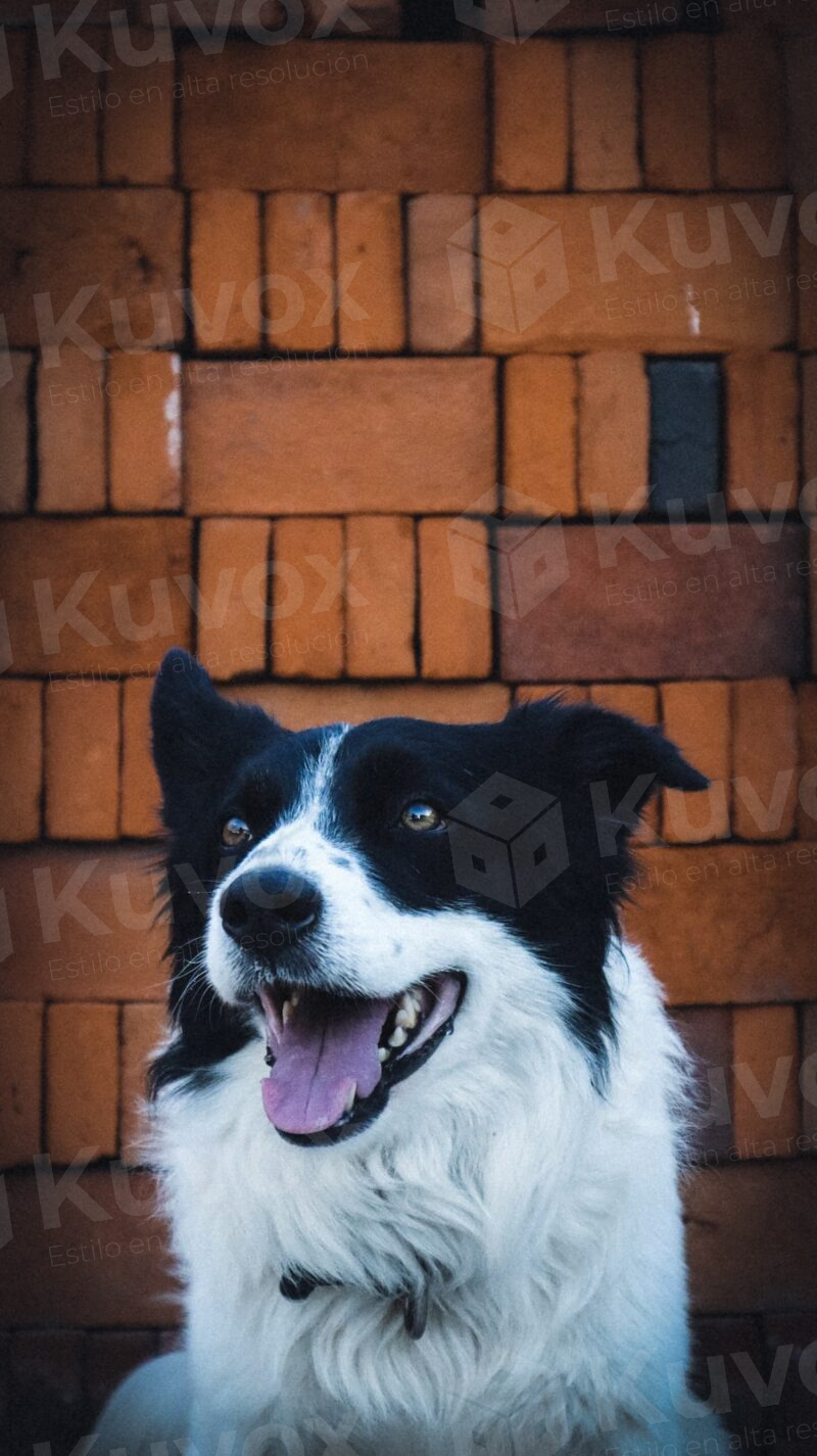 Perro border collie