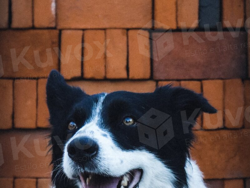 Perro border collie