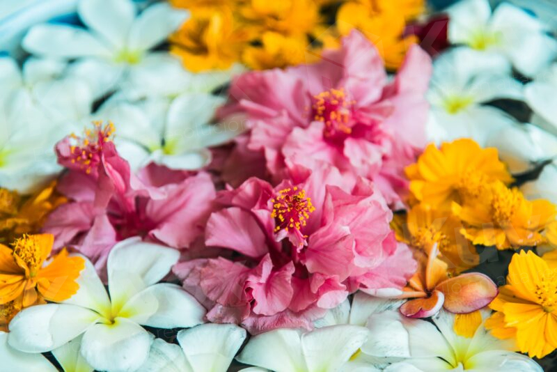Variety of Flowers