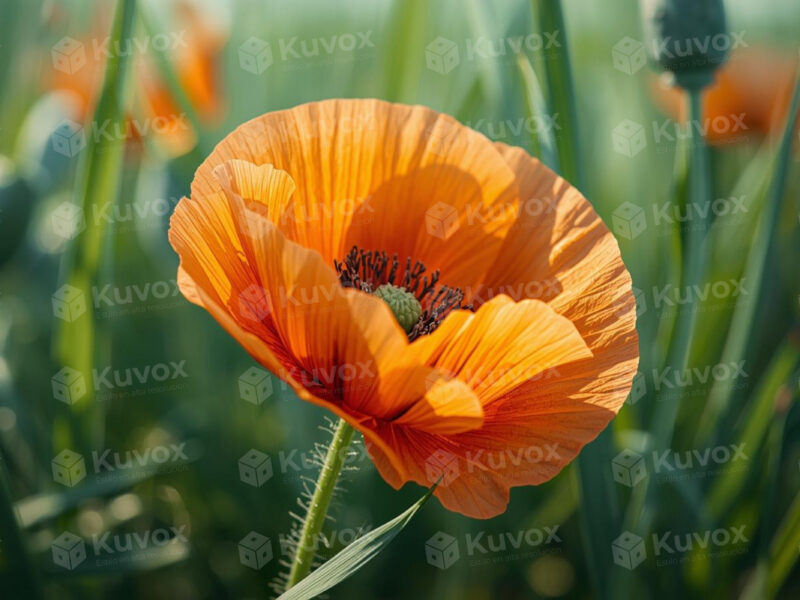 Amapola anaranjada